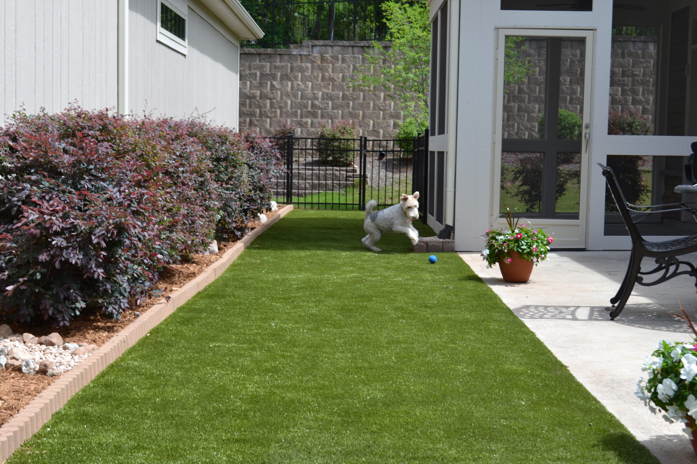 A white dog plays on a manicured lawn next to vibrant purple bushes, a metal fence, and a comfortable patio area with furnishings.