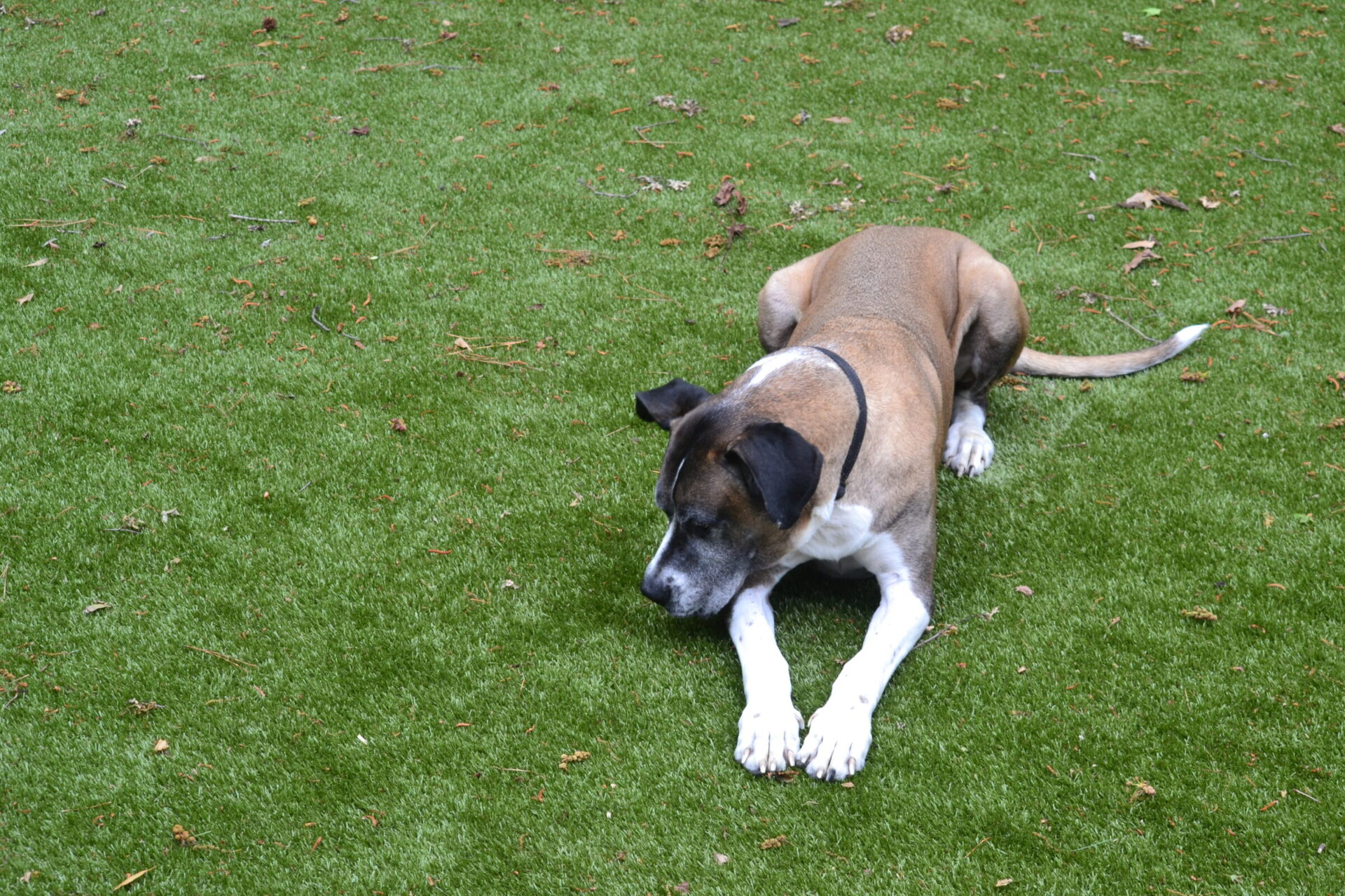 A brown and white dog is lying on a green lawn strewn with a few fallen leaves, looking off to the side.