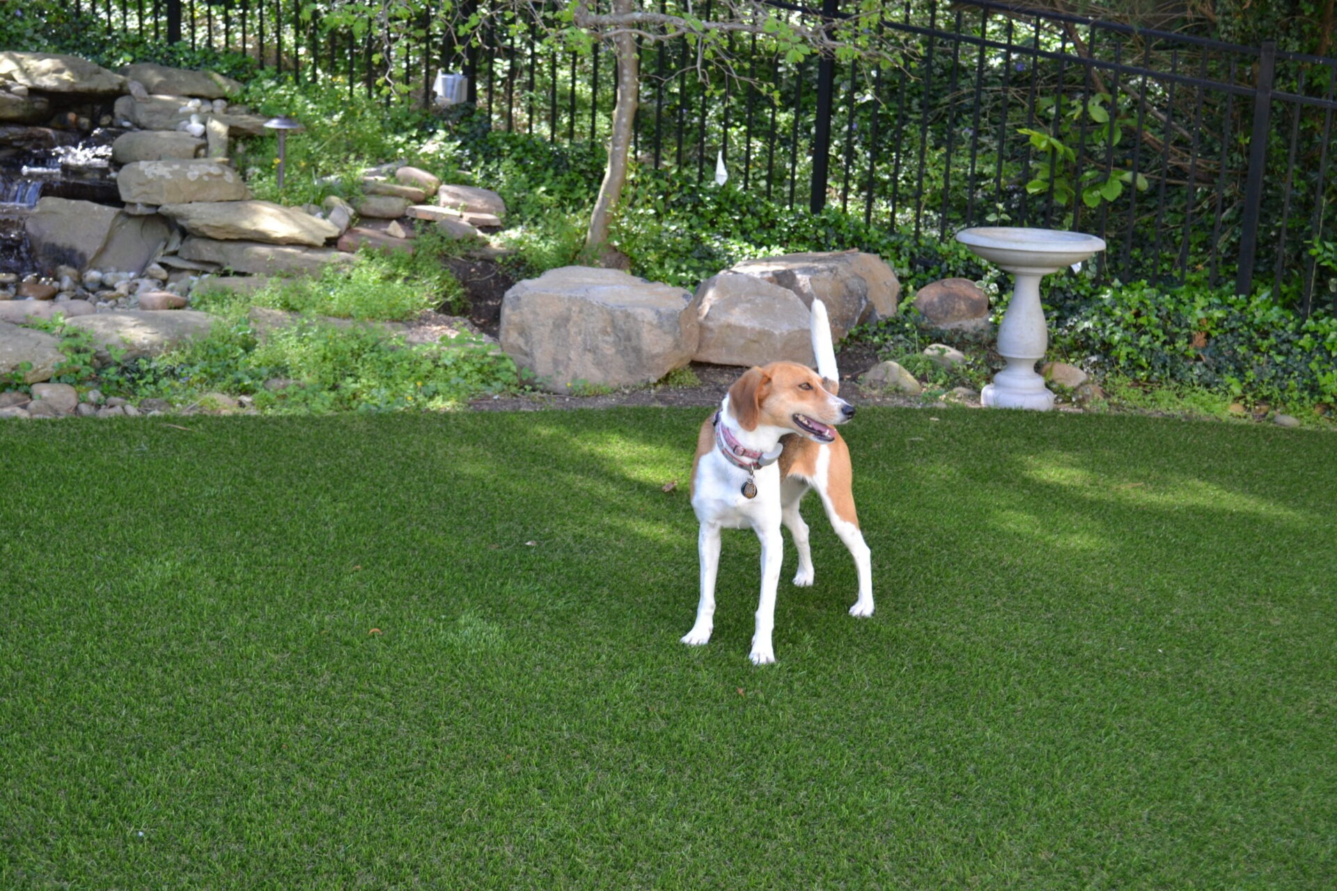 A brown and white dog stands on lush green grass with a stone water feature and metal fence in the background surrounded by plants.