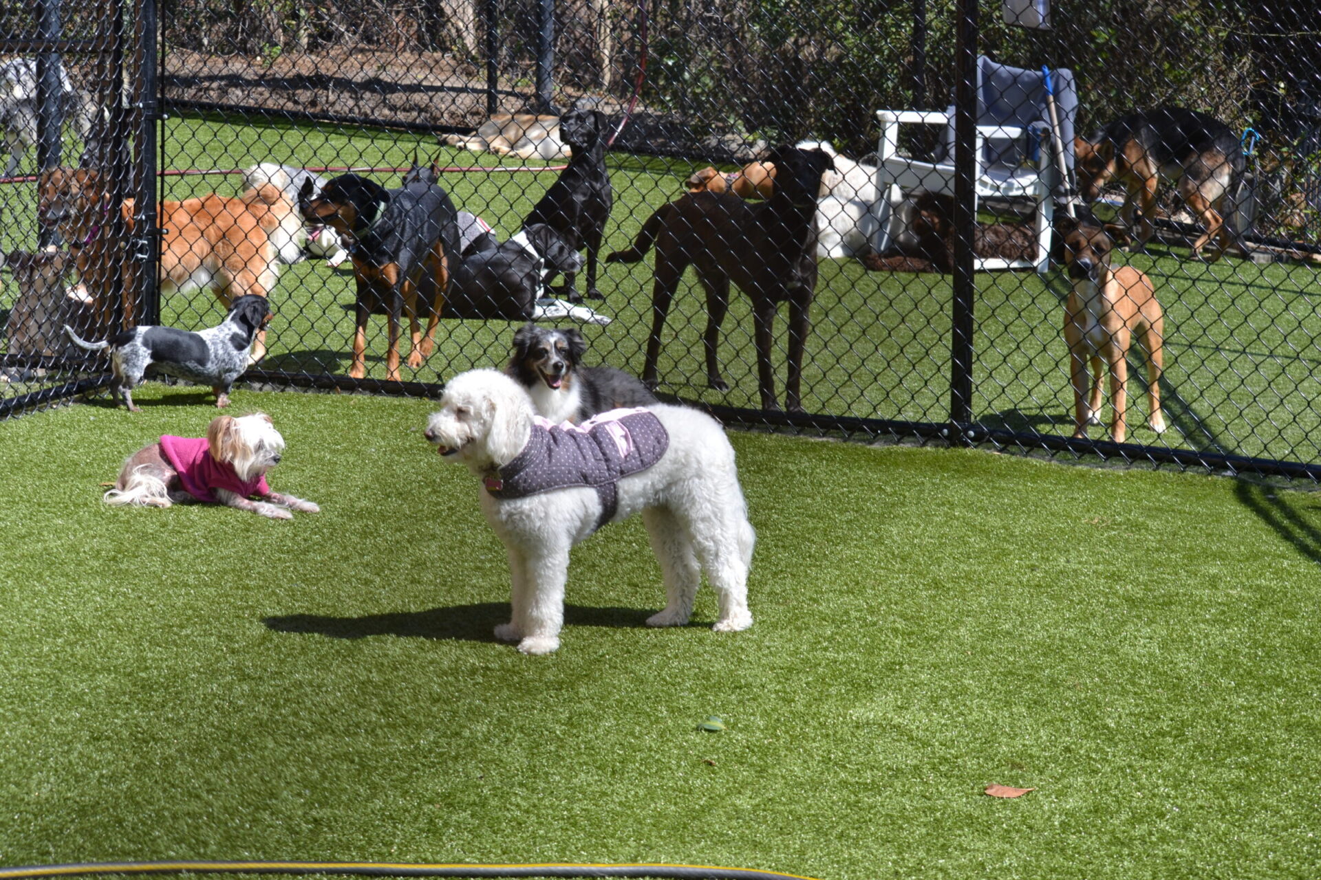 A group of various dogs enjoys outdoor playtime on artificial grass within a fenced area under a clear sky, with one dog wearing a purple sweater.
