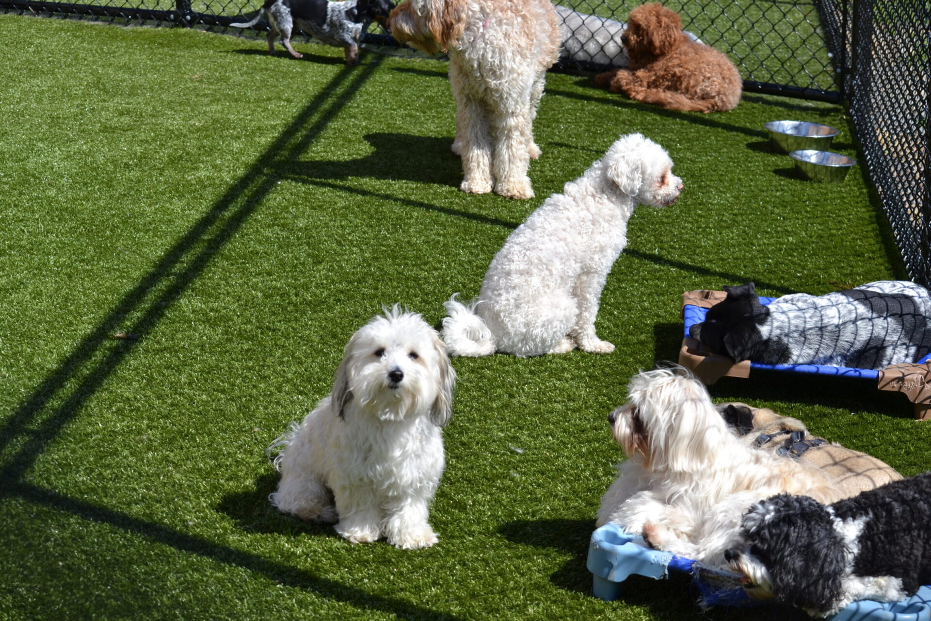 Several dogs of various breeds lounging and playing on synthetic grass in a sunny, fenced outdoor area with water bowls and a bed.
