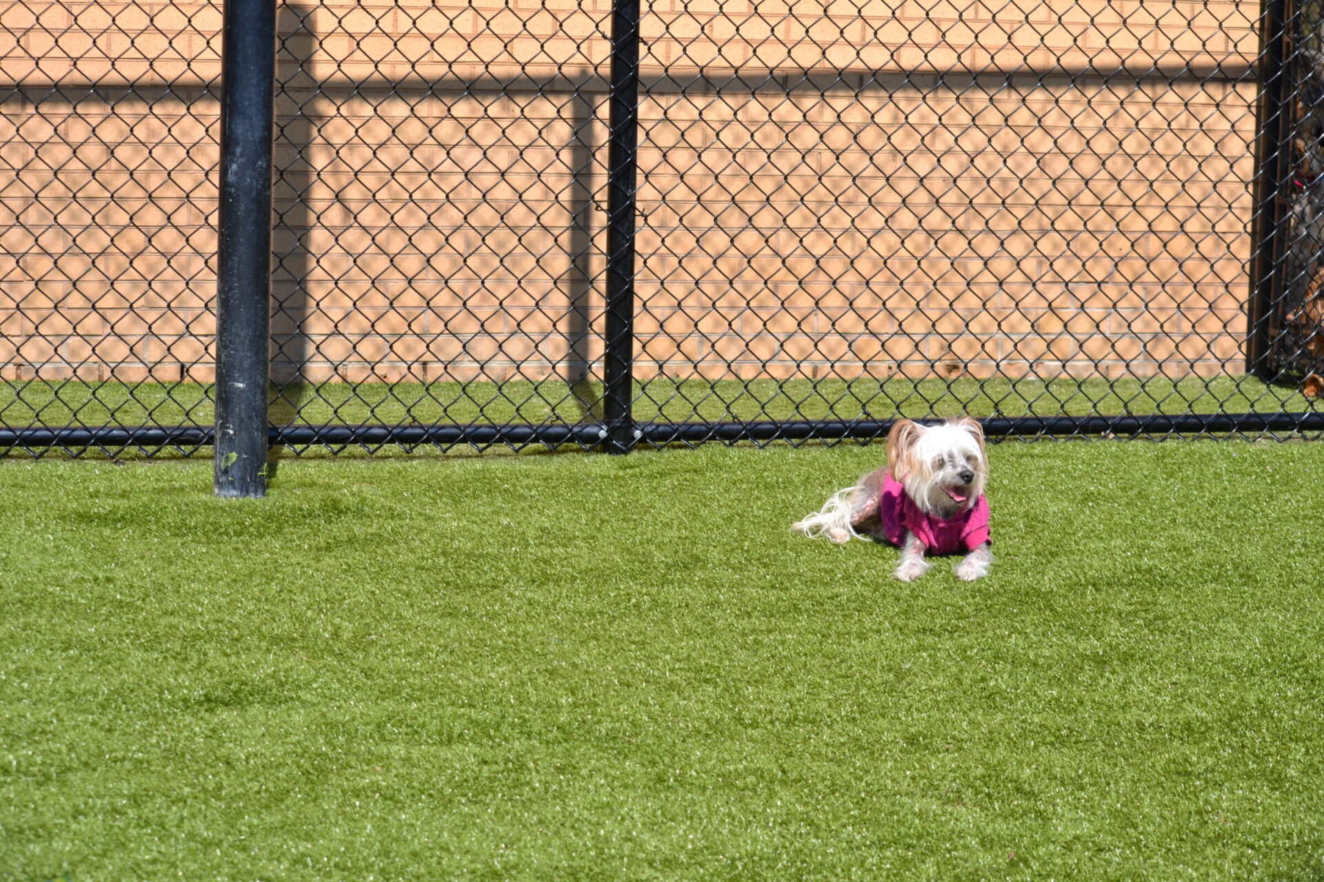 A small, white dog wearing a pink shirt rests on green artificial grass beside a black and brown chain-link fence, with no people visible.