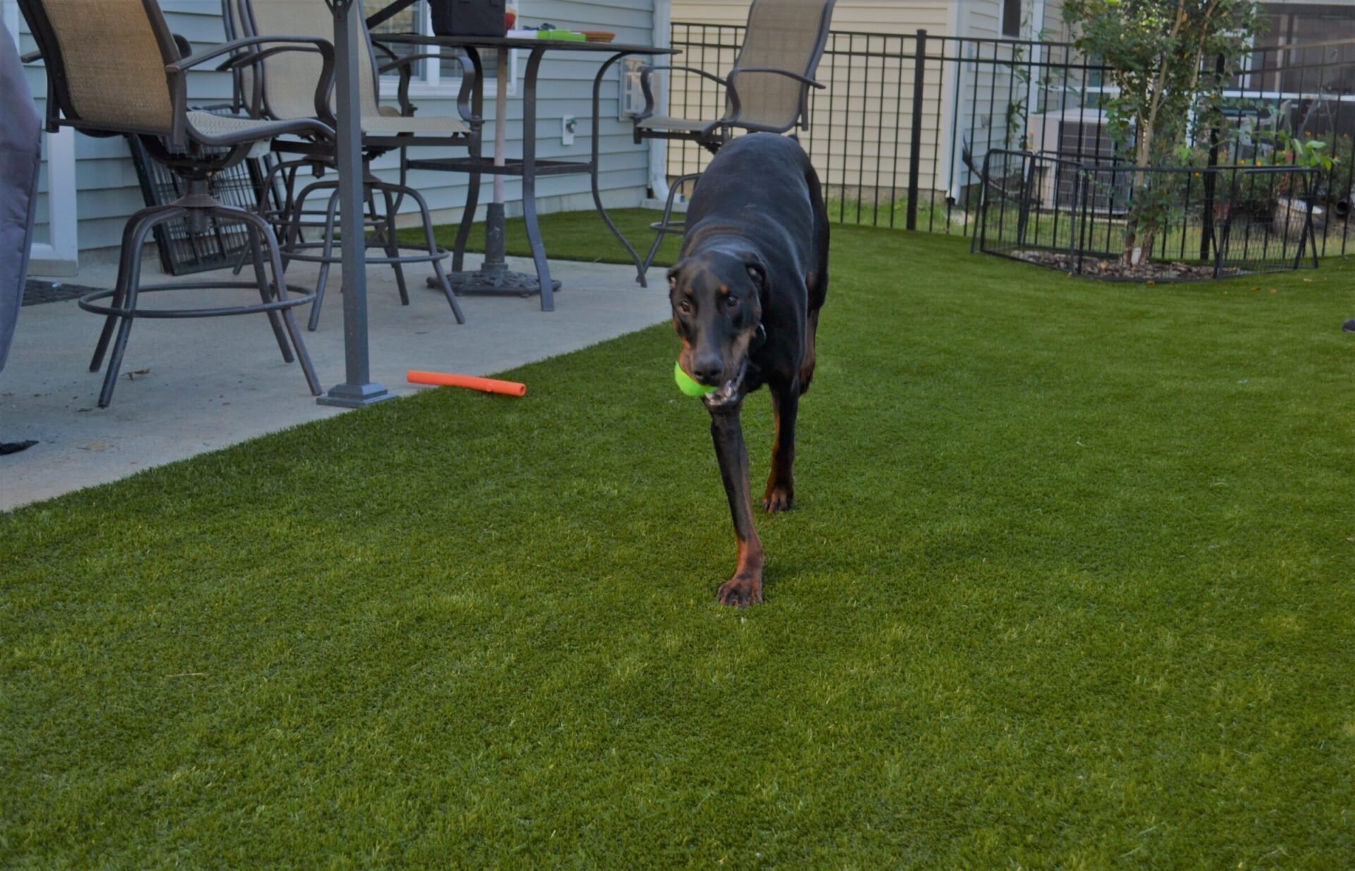 A black dog is carrying a tennis ball across a vibrant green lawn, with patio furniture and a fenced-off garden area in the background.