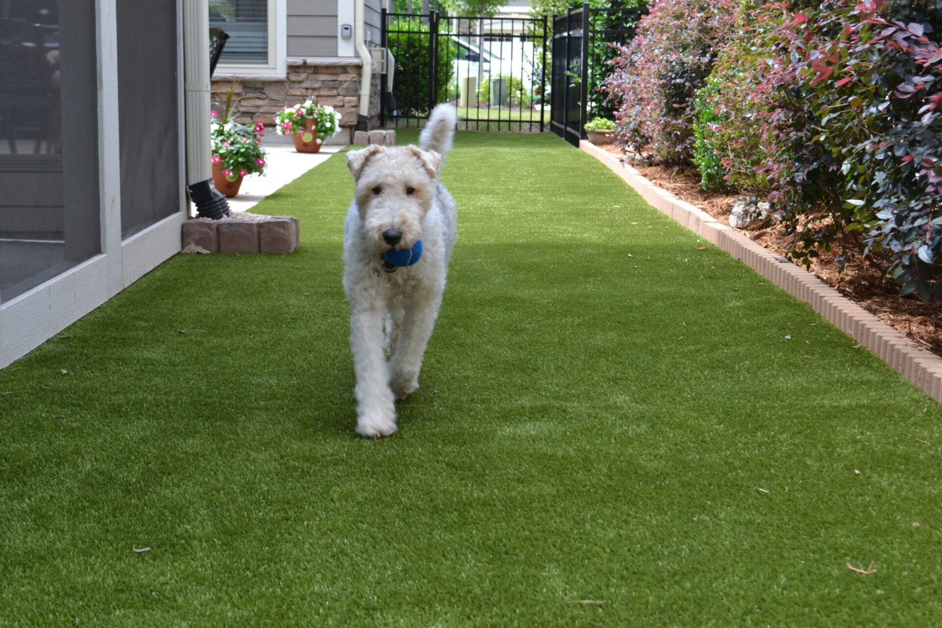 A happy dog with a blue ball in its mouth trots across a manicured artificial lawn bordered by flowering plants and a residential backdrop.