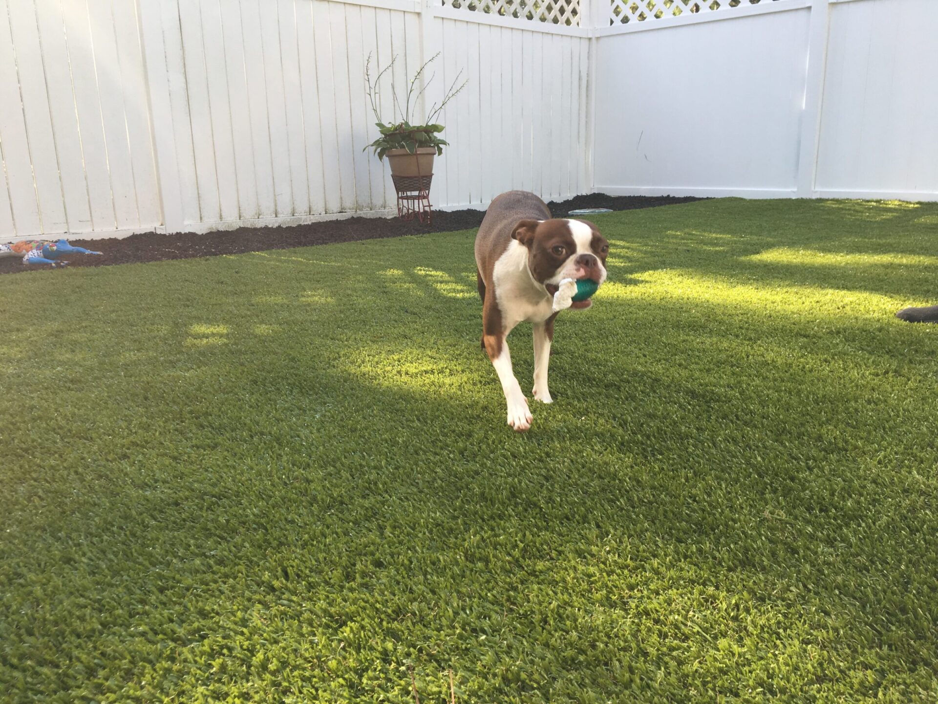 A brown and white dog runs across a green, grassy backyard with a toy in its mouth, white fencing, and a plant in the background.