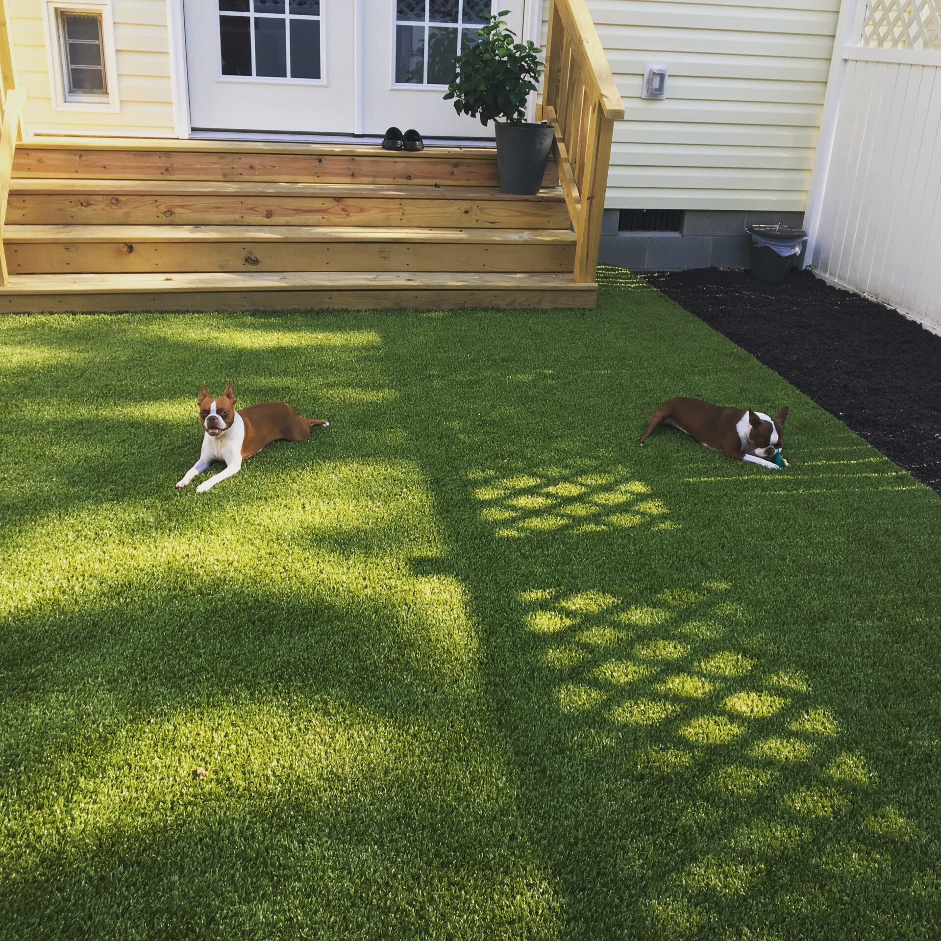 Two dogs lie on artificial grass in a sunny backyard with a wooden deck and potted plant. The scene is cozy and residential.