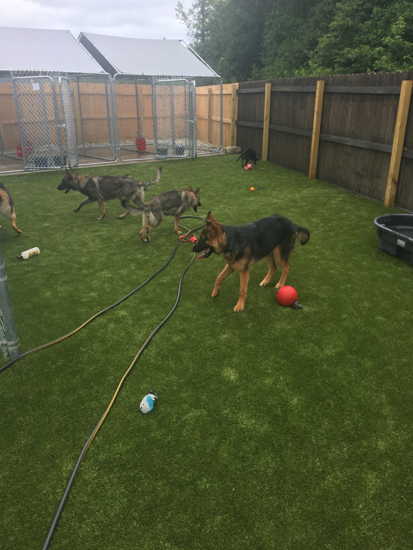Several German Shepherds in a fenced yard with artificial grass, scattered toys, and a hose. The dogs are engaging in various activities, including playing.