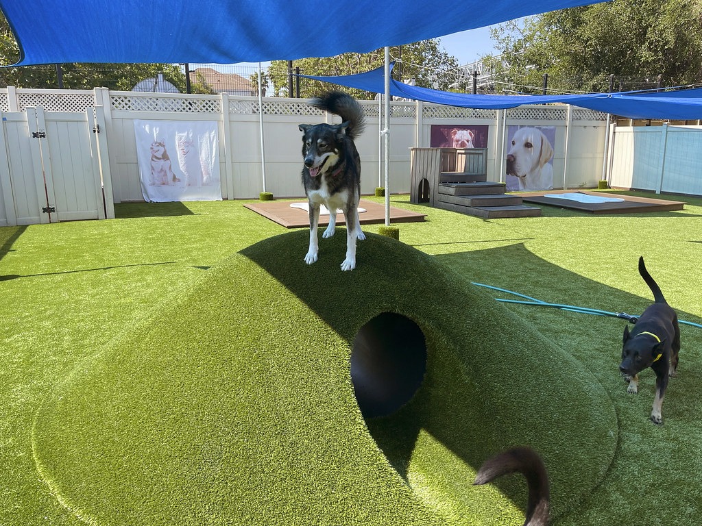 The photo shows two dogs at a canine playground with artificial turf, agility equipment, and large portraits of dogs on the fence.