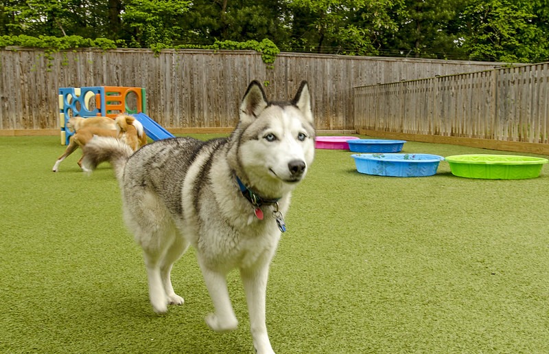 A Siberian Husky with striking eyes stands prominently in a dog park with artificial turf, colorful plastic pools, and a playful dog in the background.