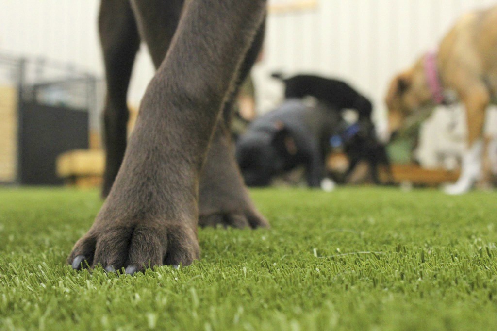 A close-up of a dog's front leg on artificial grass, with other dogs interacting out of focus in the background indoors.