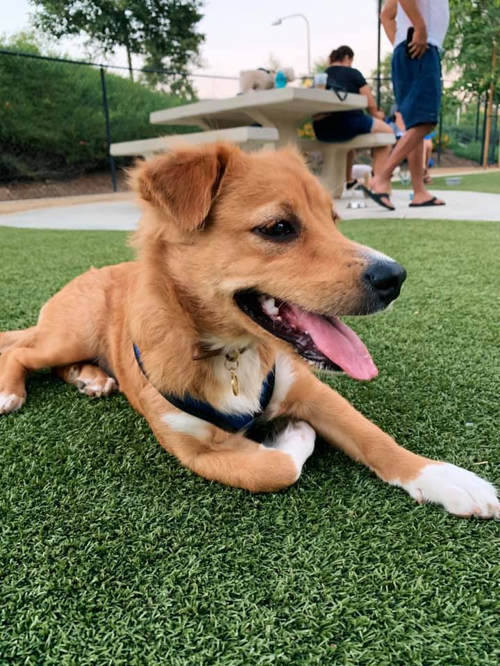 A happy golden dog with white paws lies on synthetic grass, wearing a blue harness, with blurred people and a picnic table in the background.