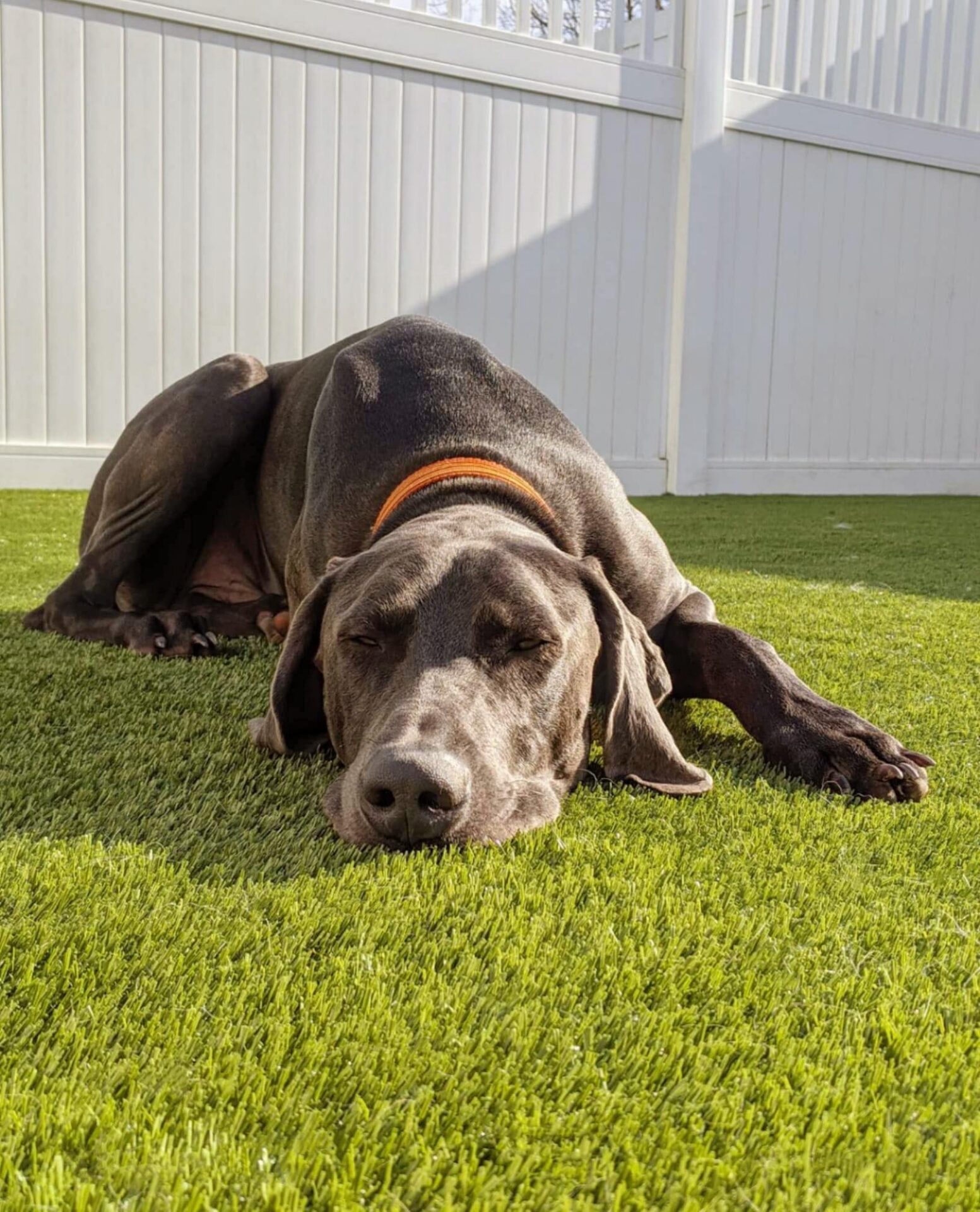 A large gray dog with a collar is lying down on green artificial grass, seemingly asleep, with white fencing in the background.