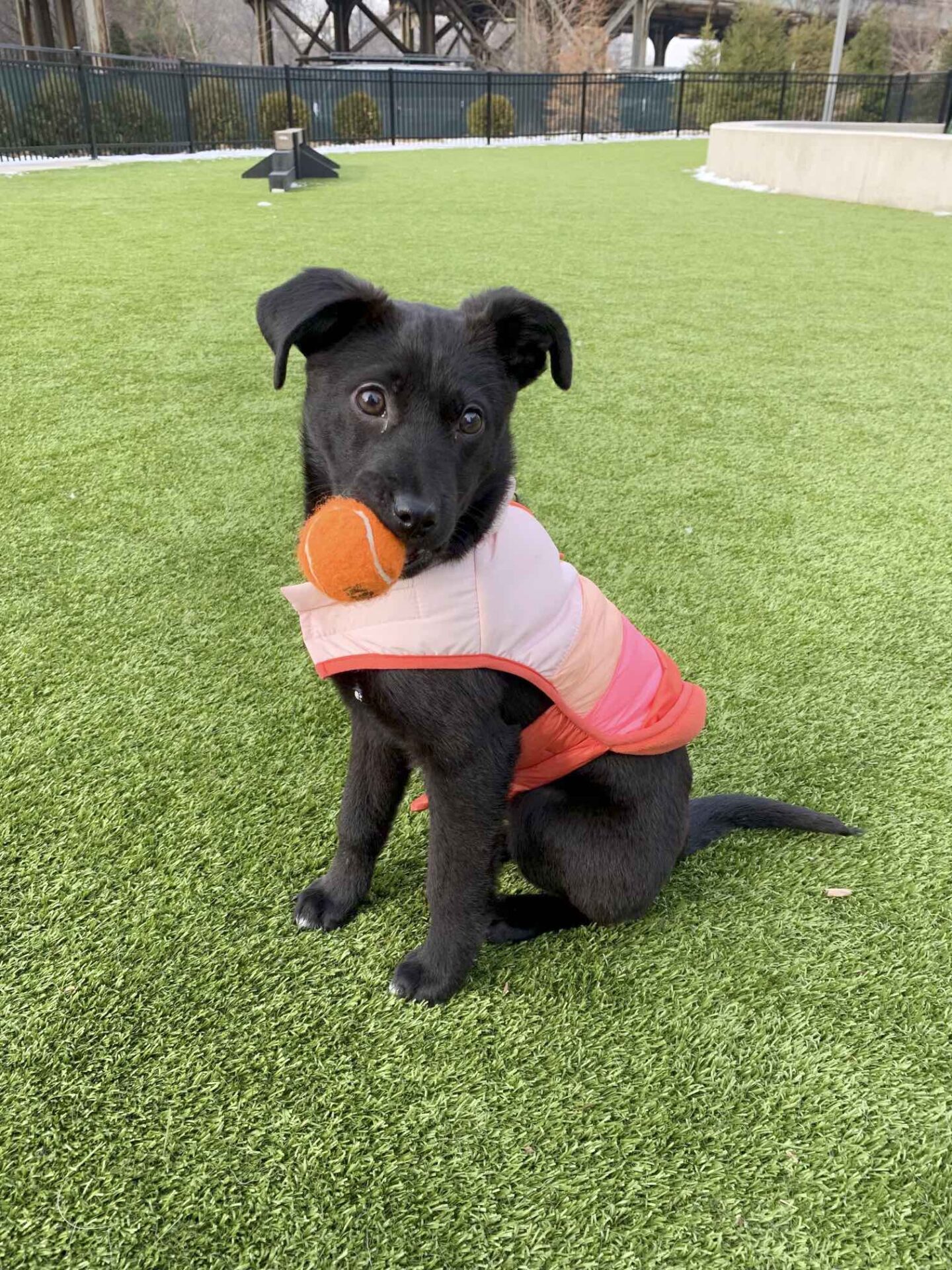 A black puppy wearing a pink vest holds a tennis ball in its mouth, sitting on artificial grass, with a fence and trees in the background.