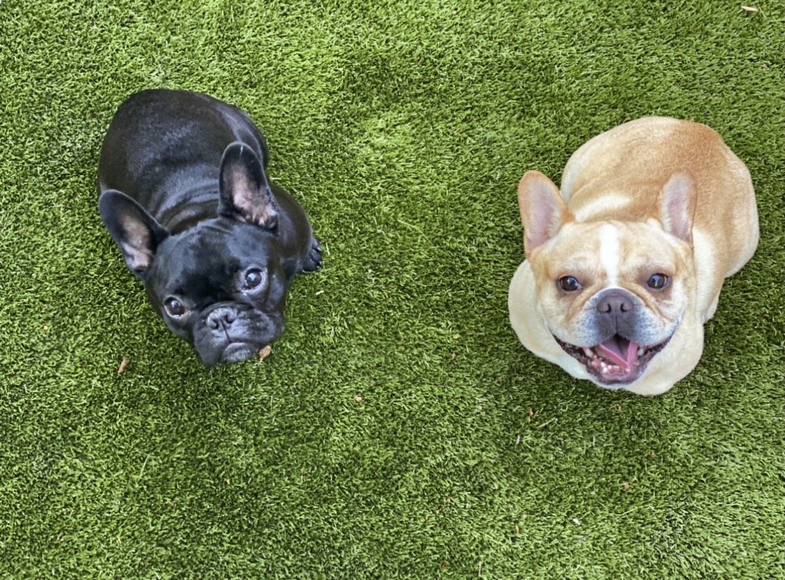 Two French Bulldogs, one black and one fawn, are sitting on green artificial grass, looking upwards with their tongues out, appearing happy and attentive.