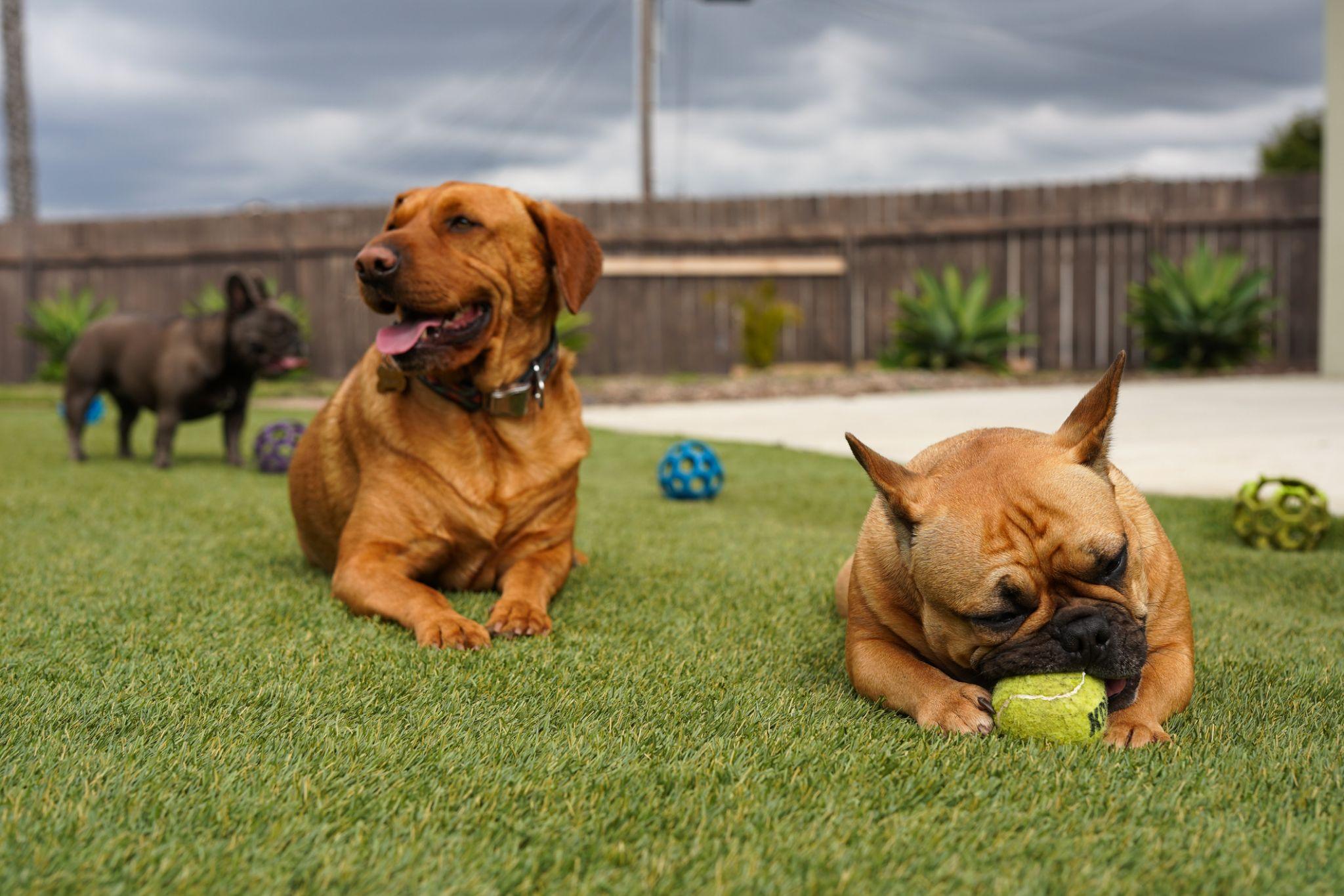 Two French bulldogs and a Shar Pei/Vizsla mix enjoying the sunshine and a tennis ball in a large backyard with bright green turf
